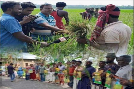 নাটোরে কৃষকের সাথে প্রতারনা ভেজাল ধান বীজে কৃষকের সর্বনাশ