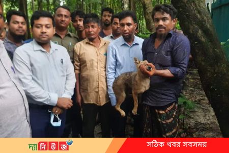 শিয়াল শাবক অবমুক্ত করলেন ইউএনও