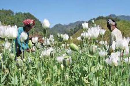 আফিম উৎপাদনে শীর্ষে মিয়ানমার