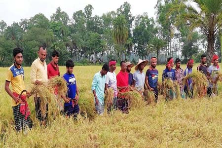 কালীগঞ্জে কৃষকের ধান কেটে দিলো ছাত্রদল