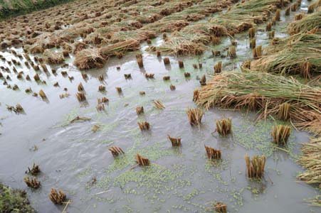 ঝিকরগাছায় কৃষকের স্বপ্নে বৃষ্টির বাগড়া