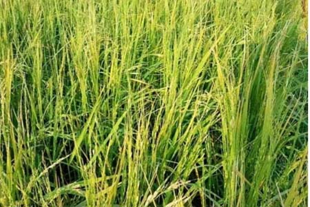 শিলাবৃষ্টিতে ফসলের ক্ষতি