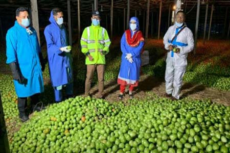 পঞ্চগড় টমেটো চাষিদের পাশে দাঁড়ালো প্রশাসন