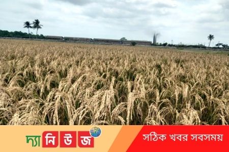 ইট ভাটার দূষনে আবাদ মারাত্মক ক্ষতিগ্রস্ত