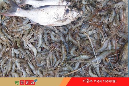 মৎস্য ঘেরে বিষ প্রয়োগ