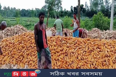 ঠাকুরগাঁওয়ে ভুট্টার ভালো দাম খুশি কৃষক !
