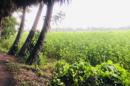 ইউপি সদস্যের বিরুদ্ধে সরকারি জমি