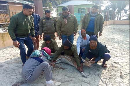 বাঘের তাড়া খেয়ে সুন্দরবনের হরিণ লোকালয়ে