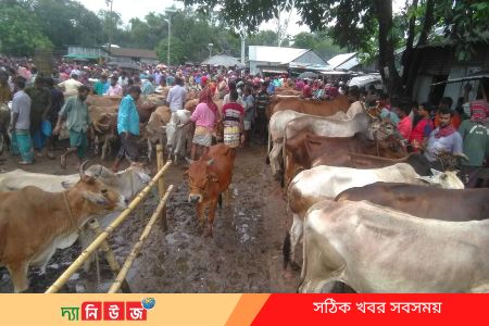 জমতে শুরু করেছে কোরবানির হাট
