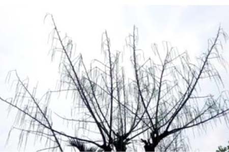 পাইকগাছায় সজিনার বাম্পার ফলন হয়েছে