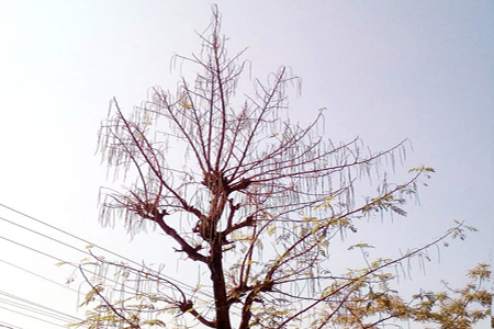 পাইকগাছায় সজিনার বাম্পার ফলন