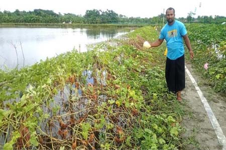 সুস্বাদু ও মিষ্টি সাম্মাম চাষ প্রথমবার পরীক্ষামূলক ভাবে চাষ করছেন কৃষকরা