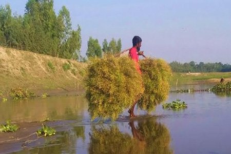 সরিষা তোলায় ব্যস্ত নাগেশ্বরীর কৃষকেরা