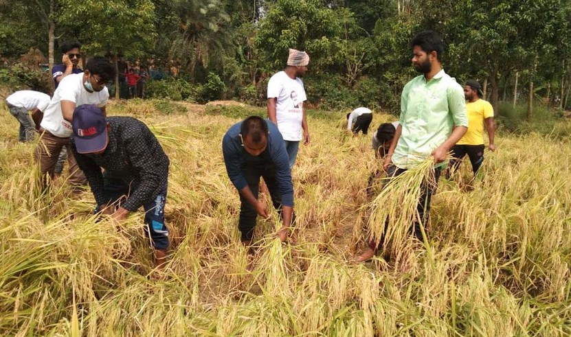 ধামইরহাটে কৃষকের খেদমতে মাঠে নেমেছে ছাত্রলীগ