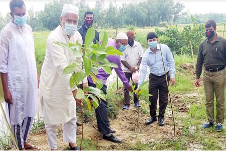 স্ট্রিপ বাগান বনায়ন