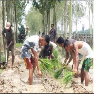 রাস্তায় ধানের রোপা