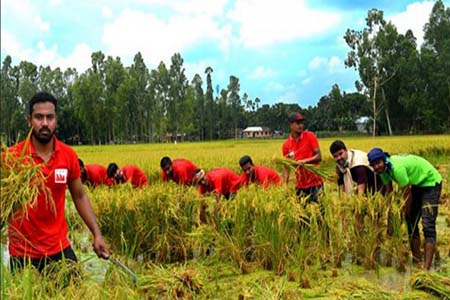 অসহায় কৃষকের ধান কেটে