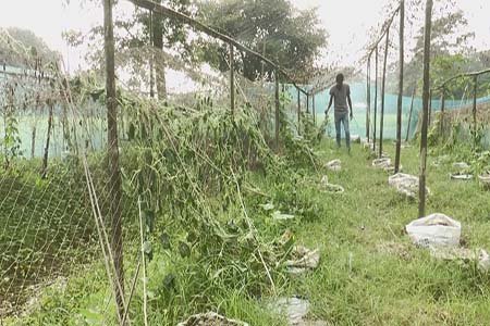 শশা ক্ষেত নষ্ট