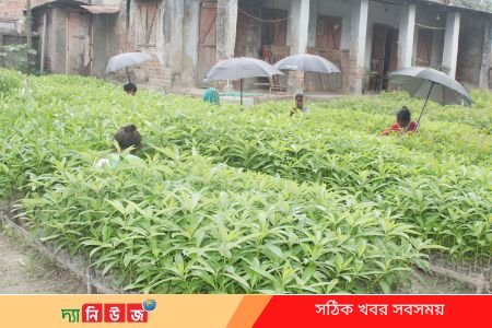 আড়াই লাখ চারা উৎপাদন করেছে বনবিভাগ