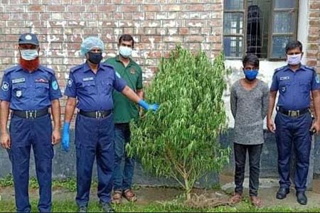 সালথায় গাঁজার গাছসহ এক যুবক আটক