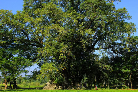শিমুল গাছ