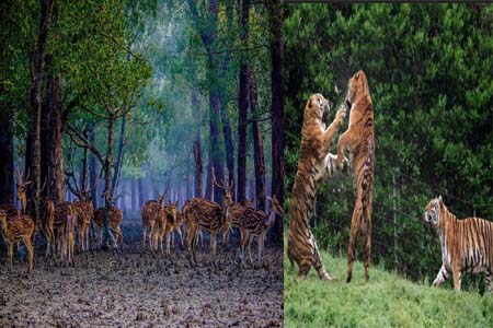 সুন্দরবনে জলবায়ু পরিবর্তনের প্রভাবে জীববৈচিত্র্য অস্তিত্ব সংকটে, বিলুপ্ত হতে পারে বাঘ