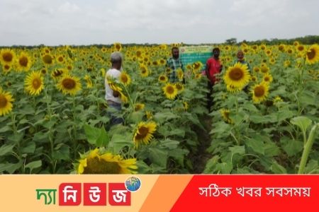 সূর্যমুখীর বাম্পার ফলন
