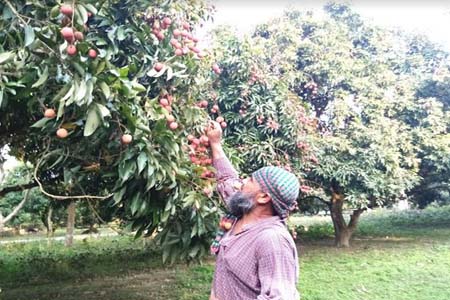 ঠাকুরগাঁওয়ে লিচুর বাম্পার ফলন, দাম পাওয়া নিয়ে দুশ্চিন্তায় আছে বাগানের লিচু চাষিরা