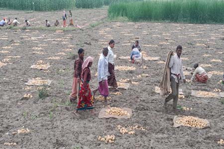 কৃষকদের মুখে হাসি