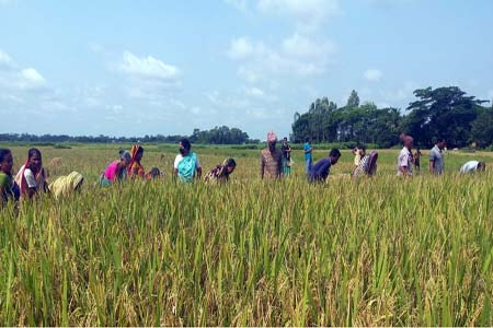 বিধবার ধান কেটে দিলো অধ্যক্ষ