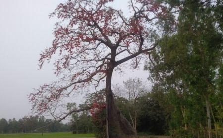 ফুলবাড়ীতে বসস্তে অপরুপ সাজে সেজেছে ৫০০ বছরের শিমুল গাছ