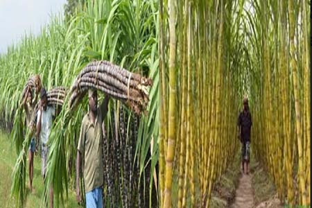 দক্ষিণ-পশ্চিমাঞ্চলে আখের বাম্পার ফলনে বেশি দামে বিক্রি করে চাষির মুখে হাসি
