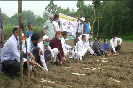 আখ রোপণ কার্যক্রম