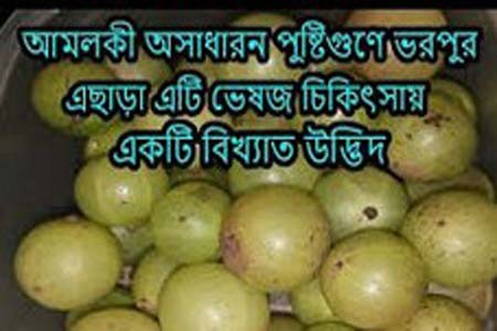কেন আমলকী খাওয়া জরুরি