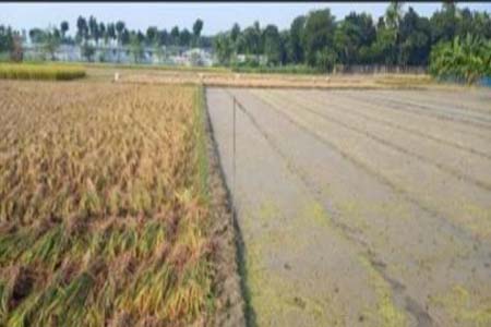 পাইকগাছায় আগাম বোরো আবাদের বীজতলা তৈরিতে ব্যস্ত কৃষক