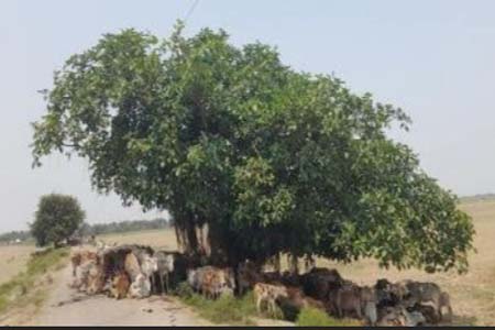 তাপপ্রবাহে অস্বস্তিতে প্রাণীকুল 