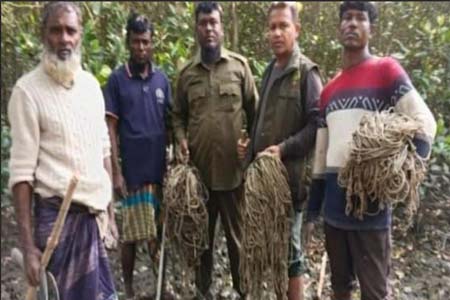 পশ্চিম সুন্দরবনে হরিণ শিকারের কাজে ব্যবহ্নত মালা ফাঁদ উদ্ধার