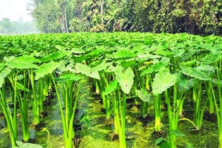 বাগেরহাটের ফকিরহাটে লতিরাজ কচু চাষে কৃষকের সাফল্য