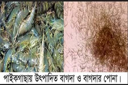 বাগদা চিংড়ী পোনার দাম বৃদ্ধি