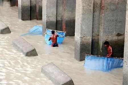 পাইকগাছায় চাহিদার তুলনায় বাগদার পোনা সরবরাহ কম হওয়ায় বিপাকে চাষীরা