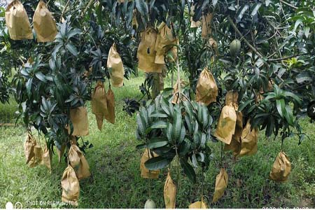 আম ব্যাগিং প্রযুক্তি