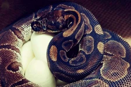 পুরুষ সঙ্গী ছাড়াই ডিম