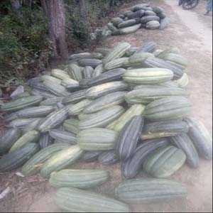 খরগোশ বাম্পার ফলন