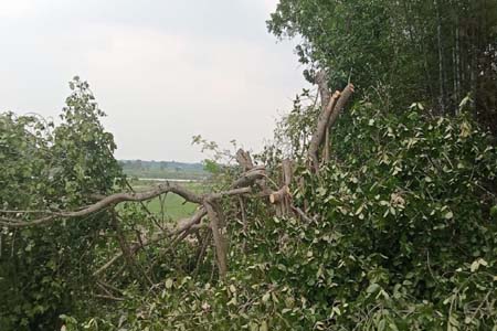 শিরক শত বয়সী বটগাছ
