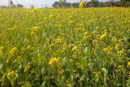 বারি-১৪ জাতের সরিষায় কৃষকের মুখে হাসি