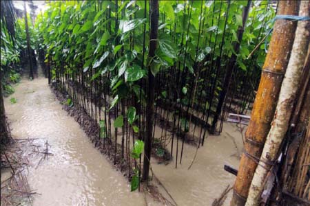 https://thenewse.com/wp-content/uploads/barishal-flood.jpg