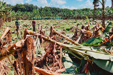 শৈলকুপায় রাতের আধারে কৃষকের ৭’শ কলাগাছ কেটে দিয়েছে দুর্বৃত্তরা
