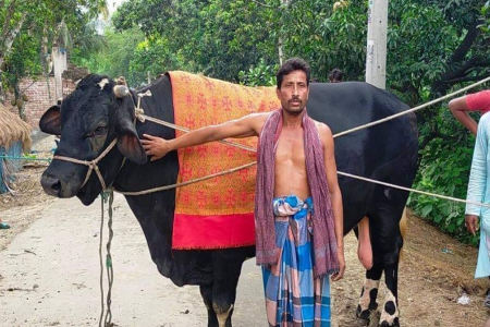বেনাপোলে ৩৮ মণ ওজনের ''বেনাপোলের বসের" দাম ৩৫ লাখ টাকা