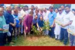 সবুজ বাংলাদেশ গড়ার প্রত্যয়ে বেনাপোলে বৃক্ষরোপণ কর্মসূচি