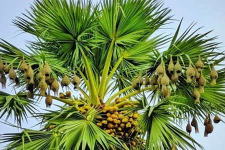 নড়াইলে তাল গাছের স্বল্পতা অস্তিত্বের লড়াইয়ে বাবুই পাখি বাসা 